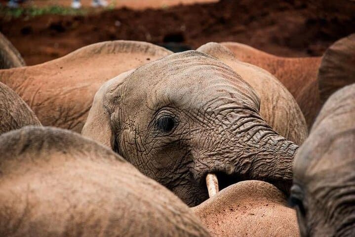 Nairobi Giraffe Centre & David Sheldrick Elephant Orphanage Day Visit photo 3