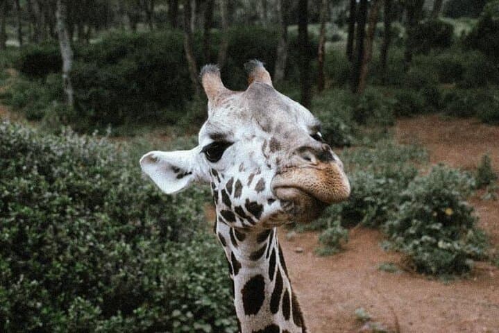 Nairobi Giraffe Centre & David Sheldrick Elephant Orphanage Day Visit photo 4
