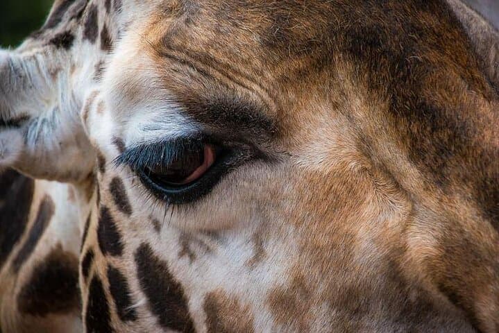 Nairobi Giraffe Centre & David Sheldrick Elephant Orphanage Day Visit photo 5