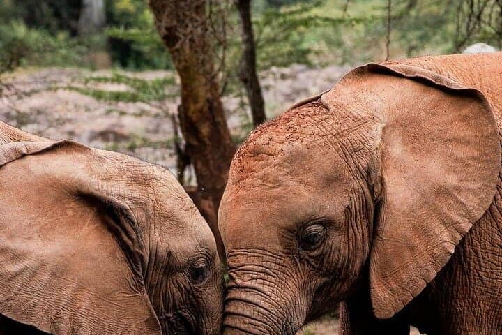 Nairobi Giraffe Centre & David Sheldrick Elephant Orphanage Day Visit photo 6