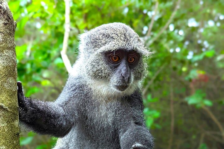 Hidden Arusha Waterfall, Village & Coffee Tour — Meru Mountain Coffee, Culture & Swim photo 3
