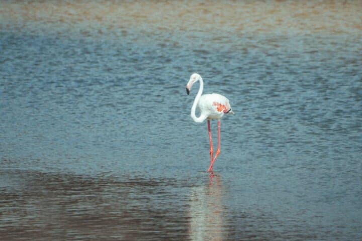 Full-Day North & West Qatar Tour: Al Zubarah, Zekreet & Purple Island photo 2