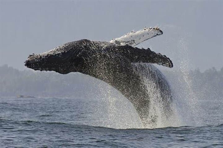 Hermanus Whale Watching and Private Wine Tour from Cape Town