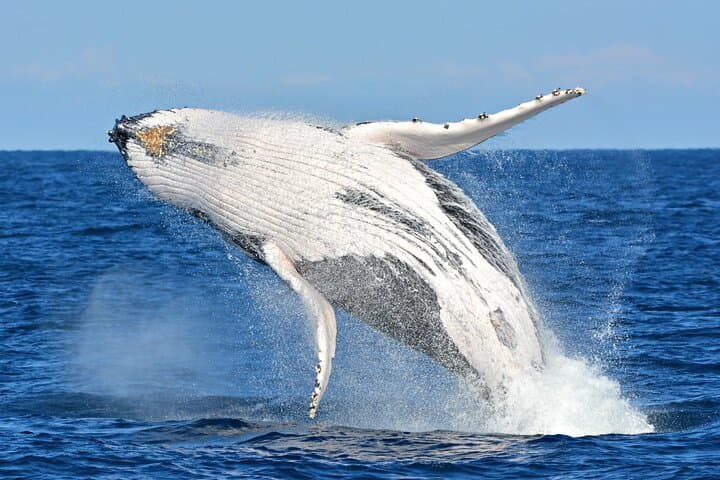 Hermanus Whale Watching and Private Wine Tour from Cape Town photo 2