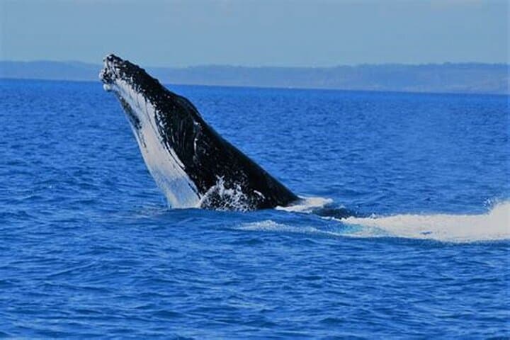 Hermanus Whale Watching and Private Wine Tour from Cape Town photo 4