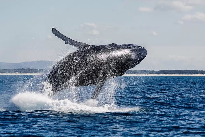Hermanus Whale Watching and Private Wine Tour from Cape Town photo 5