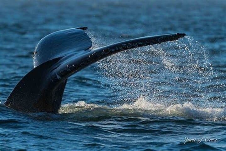 Hermanus Whale Watching and Private Wine Tour from Cape Town photo 6