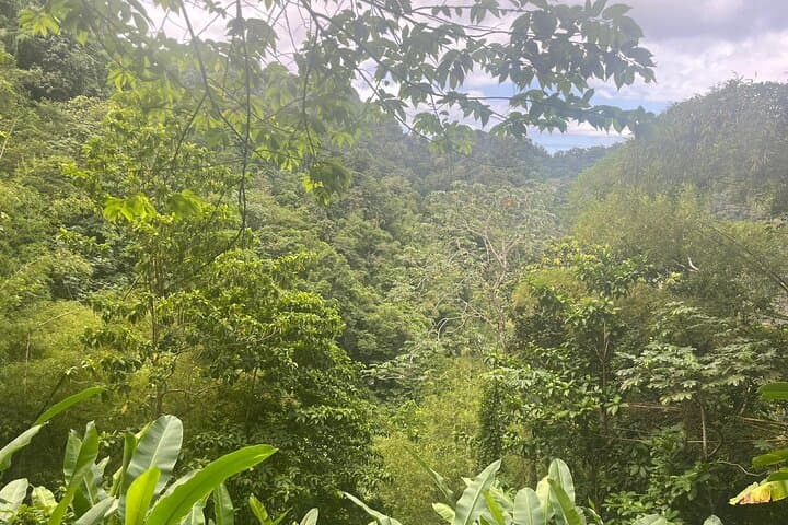 Wild Immersion: Rainforest Hike to Waterfall and Black Sand Beach in Martinique photo 2