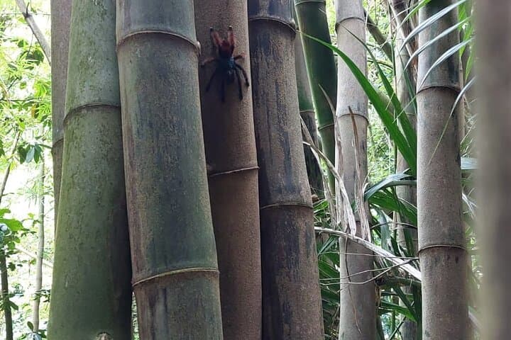 Wild Immersion: Rainforest Hike to Waterfall and Black Sand Beach in Martinique photo 4