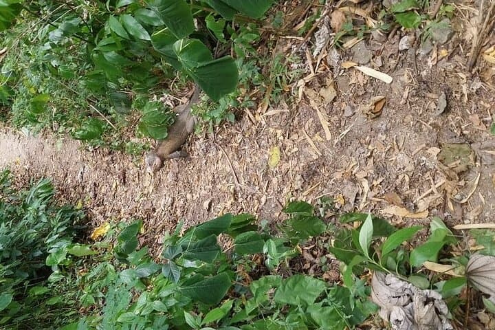 Wild Immersion: Rainforest Hike to Waterfall and Black Sand Beach in Martinique photo 5
