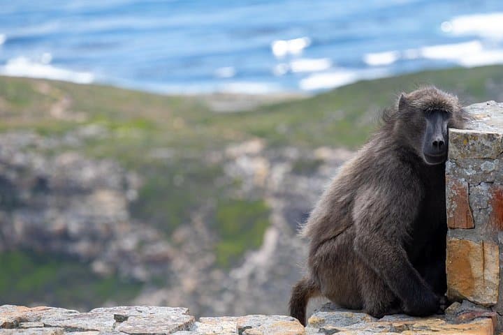 Full-Day Cape Peninsula Tour — Cape Point, Boulders Penguins & Chapman’s Peak Drive