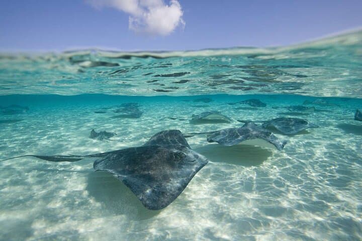 Cayman Combo Tour: Stingray City, Coral Gardens & Starfish Point Catamaran Snorkel photo 4