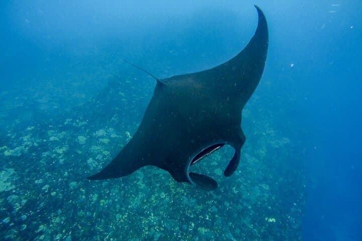 Nusa Penida Snorkeling & Island Highlights — Mantas, Kelingking and Angel's Billabong