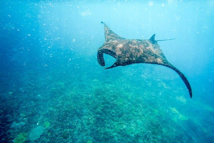 Nusa Penida Snorkeling & Island Highlights — Mantas, Kelingking and Angel's Billabong photo 5
