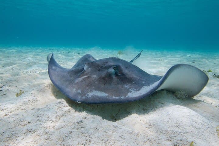 Cayman Combo Tour: Stingray City, Coral Gardens & Starfish Point Catamaran Snorkel photo 2