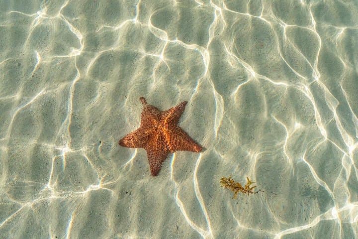 Cayman Stingray & Starfish Tour with Crystal Caves — Grand Cayman Day Trip photo 2