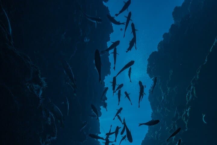 Tahiti Double Dive: Explore Reefs, Turtles & Rays on a Certified Dive Adventure photo 5