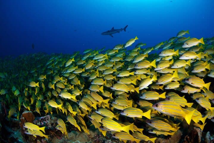 Tahiti Double Dive: Explore Reefs, Turtles & Rays on a Certified Dive Adventure photo 6