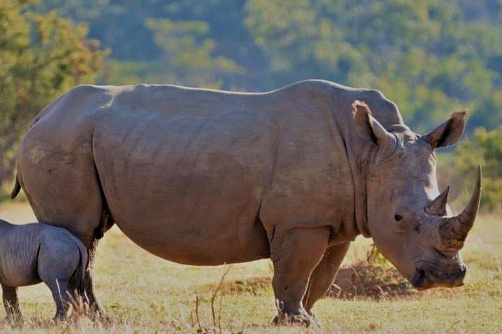 Aquila Game Reserve Safari from Cape Town — Full-Day Big Five Game Drive photo 1