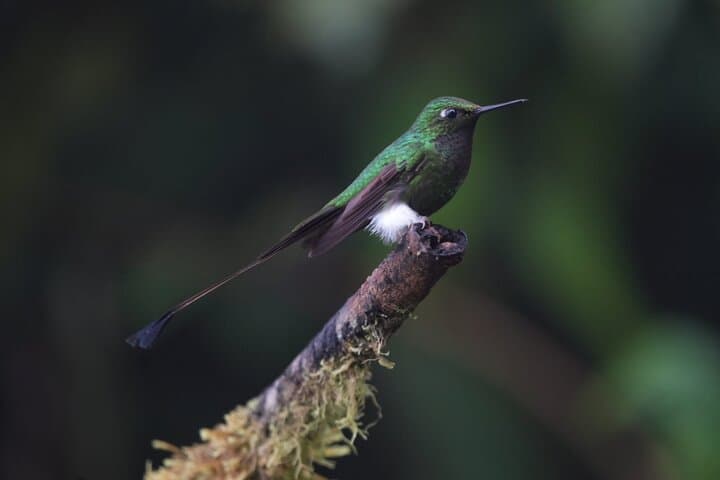 Mindo Birdwatching Tour — Guided Cloud-Forest Birding from Mindo Town photo 5