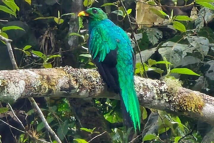 Mindo Birdwatching Tour — Guided Cloud-Forest Birding from Mindo Town photo 6