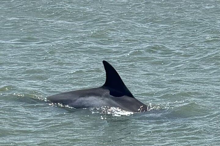 Private Folly Beach Dolphin Watching & Morris Island Shelling Tour photo 6