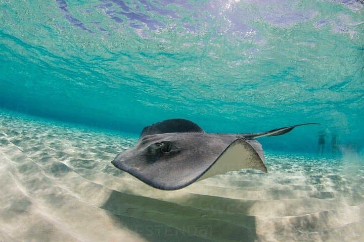 Stingray City and Reef Snorkeling — Grand Cayman Day Cruise photo 2