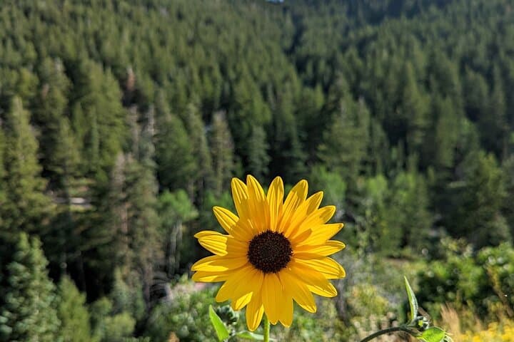 Guided Park City Hike on Summit Park Trails: Mountain Views & Local Insight photo 5