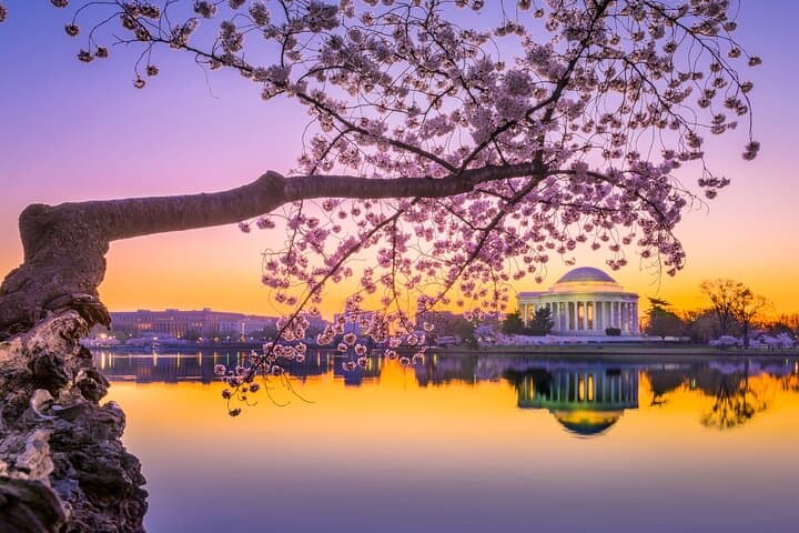 Washington DC Cherry Blossom Bus Tour and Tidal Basin Guided Walk photo 3