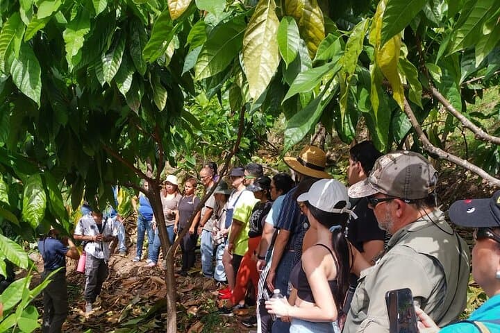 Cacao Walking Tour in Puerto Rico — 20-Acre Farm-to-Table Chocolate Experience