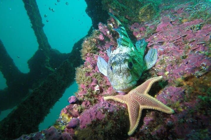 Quintay Scuba Diving Excursion — Beginner-Friendly Dives from Valparaíso photo 6