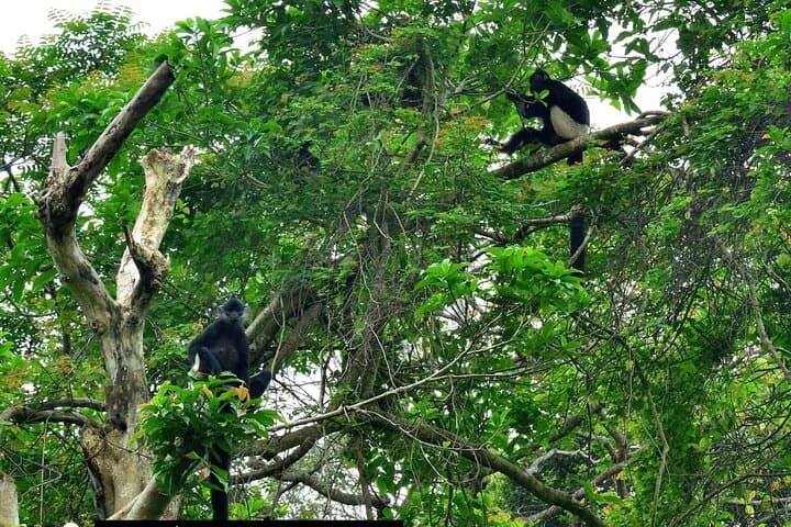 Cuc Phuong National Park Day Trek: Jungle Hike, Cave of Early Man & Primate Rescue