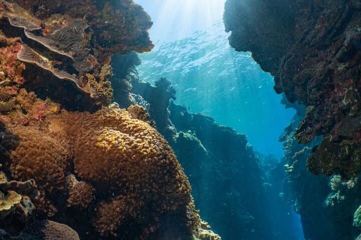 Moore Reef Day Tour: Guided Dive & Pontoon Adventure from Cairns photo 3
