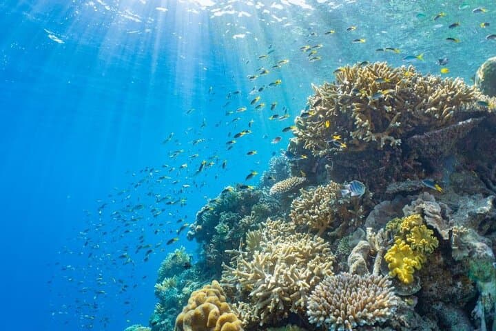 Moore Reef Day Tour: Guided Dive & Pontoon Adventure from Cairns photo 4