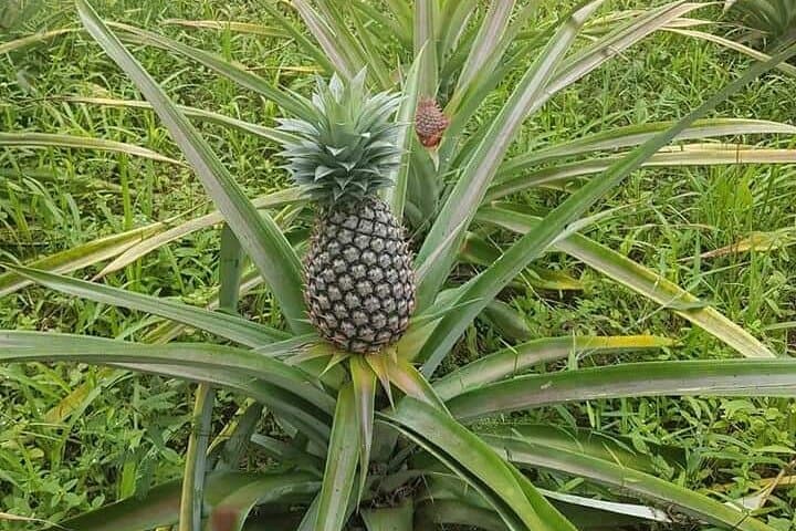 Half-Day Spice Tour in Zanzibar — Kizimbani Farm Walk & Tasting photo 3
