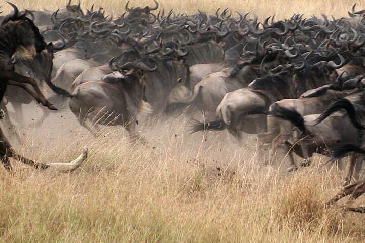 5-Day Masai Mara, Lake Nakuru & Hells Gate Safari — Big Five and Rift Valley Birds photo 3