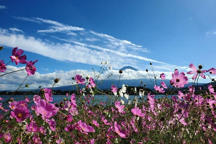 Private Full-Day Mount Fuji Tour from Yokohama — Chureito Pagoda, Oshino Hakkai & Lakes photo 6