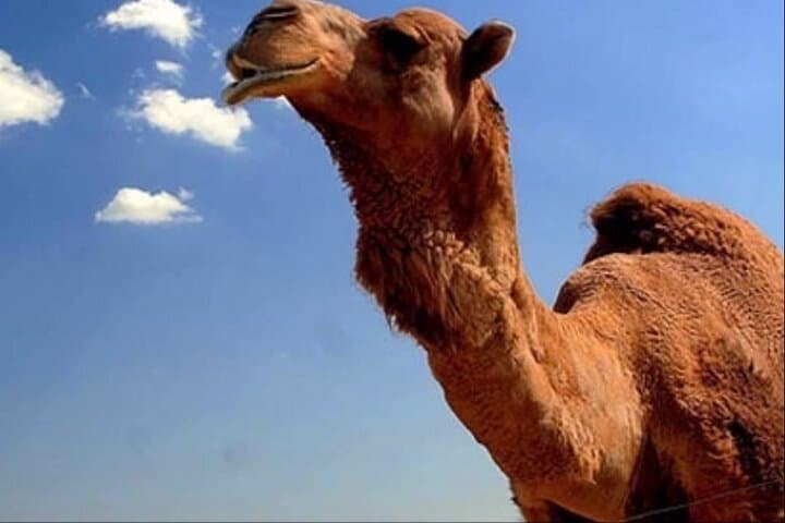 Camel Riding in Agadir: 2–3 Hour Berber Desert & Beach Ride with Tea photo 3