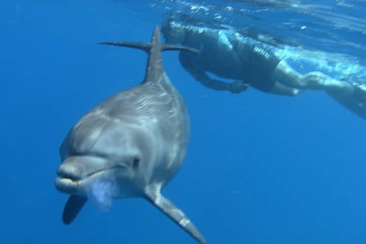 Snorkeling with Wild Dolphins in the Red Sea — Hurghada Day Cruise photo 1