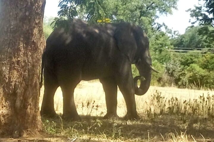 Chobe Day Trip from Livingstone — River Safari and Chobe National Park Game Drive photo 2