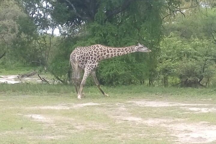 Chobe Day Trip from Livingstone — River Safari and Chobe National Park Game Drive photo 3
