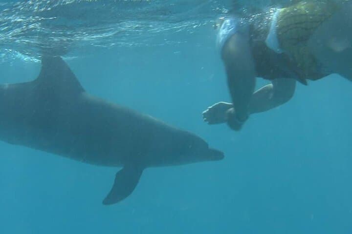 Snorkeling with Wild Dolphins in the Red Sea — Hurghada Day Cruise photo 2