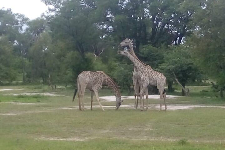 Chobe Day Trip from Livingstone — River Safari and Chobe National Park Game Drive photo 4