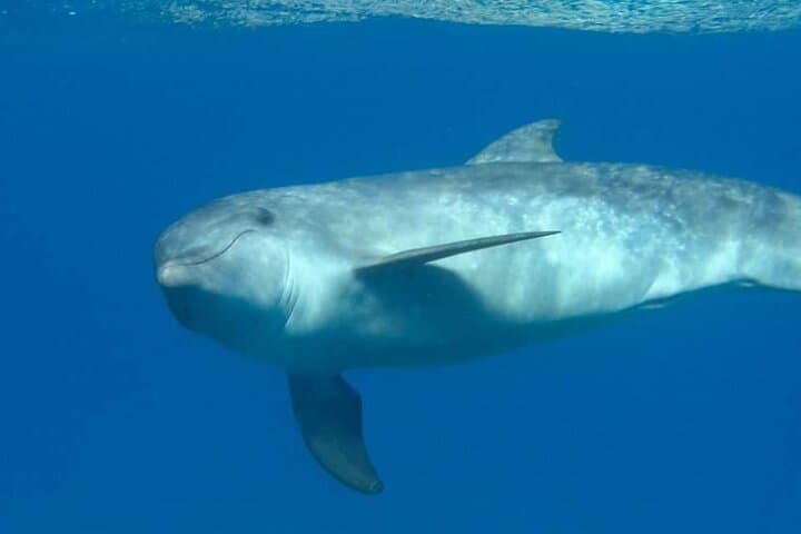 Snorkeling with Wild Dolphins in the Red Sea — Hurghada Day Cruise photo 3