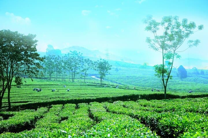 Sapa Full-Day Waterfalls, Pu Sam Cap Cave & Green Tea Farm Tour photo 2