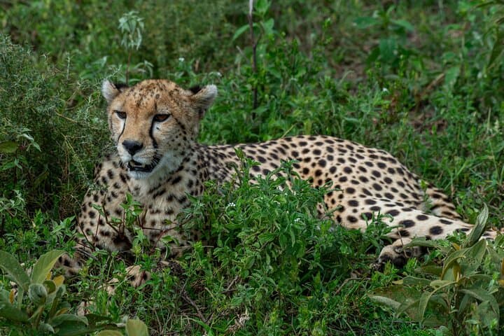 7-Day Tanzania Wildlife and Culture Safari: Serengeti, Ngorongoro & Maasai Village photo 2