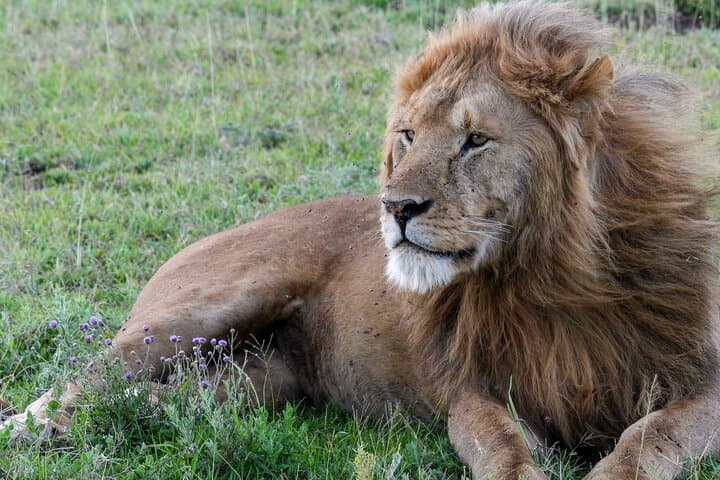 7-Day Tanzania Wildlife and Culture Safari: Serengeti, Ngorongoro & Maasai Village photo 3