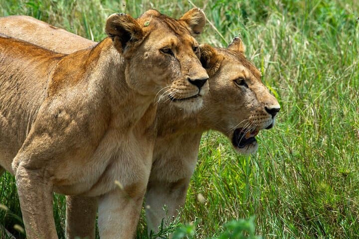 7-Day Tanzania Wildlife and Culture Safari: Serengeti, Ngorongoro & Maasai Village photo 4