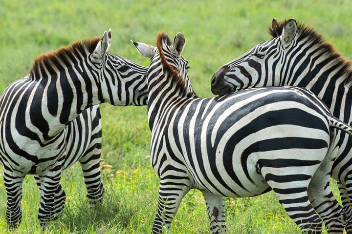 7-Day Tanzania Wildlife and Culture Safari: Serengeti, Ngorongoro & Maasai Village photo 5
