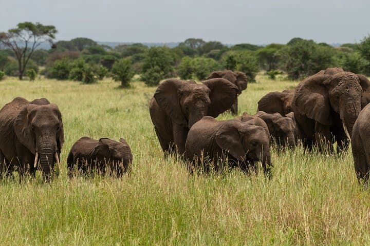 7-Day Tanzania Wildlife and Culture Safari: Serengeti, Ngorongoro & Maasai Village photo 6
